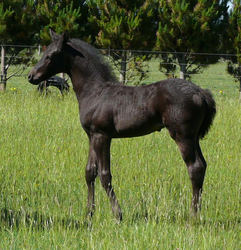 Znalezione obrazy dla zapytania smoky black foal
