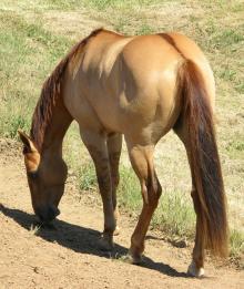 dorsal stripe on a red dun horse