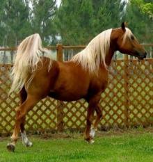 chesnut horse with flaxen