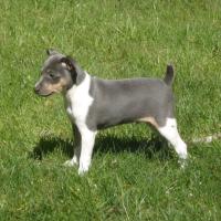 blue and tan rat terrier