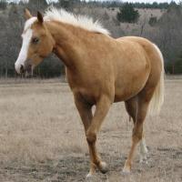 palomino filly (horse) at 20 Months