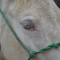 bluish eye of a cream pearl horse