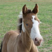 Amber Champagne Pinto Foal