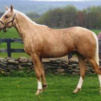 A palomino with dapples