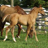 A red dun mare with a red dun foal