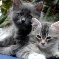 Dilute Kittens