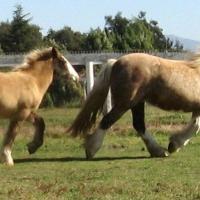 palomino mare and her smokey silver black filly