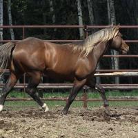 silver brown quarter horse