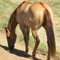 red dun horse showing leg bars and dorsal