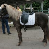 silver black Icelandic horse