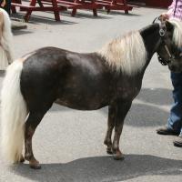 silver black horse