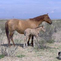 red dun mare with dun colt (horse)