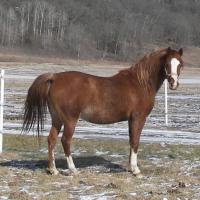 horse with white markings