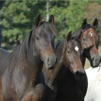 A group of brown mares