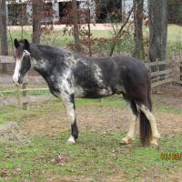Sabino (SB1) Tennessee Walking Horse
