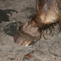 striped hoof caused by silver