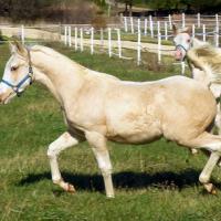 sunbleached palomino foal coat