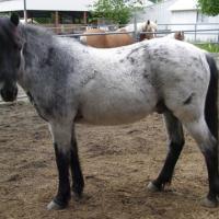 roan horse during spring shed