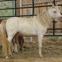 Perlino horse