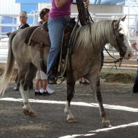 Quarter Horse Pony