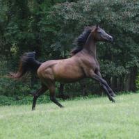 a black Arabian mare with sun fading