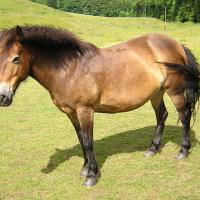 exmoor pony with panagre (horse)