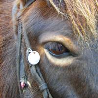 Light hair around the eye pangare (horse)
