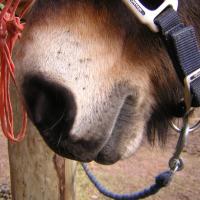 pangare muzzle on a horse