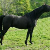  a black Arabian