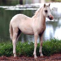 palomino filly (horse)