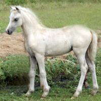 palomino + dun (dunalino) filly (horse)