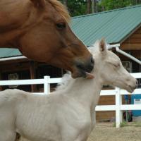 palomino plus silver foal (filly) (horse)