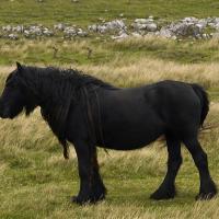 a black horse