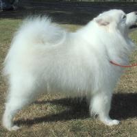 white long hair dogs