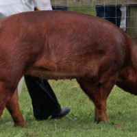 Red Duroc Hog