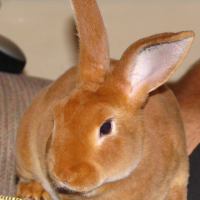 Orange Rabbit (ee)
