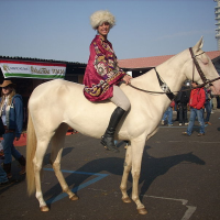 perlino Akhal teke horse