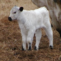A white parks calf
