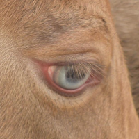 champagne foal eye