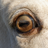 amber eye in a champagne horse