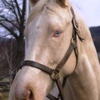 Close up of a cremello horse's blue eyes and pink skin