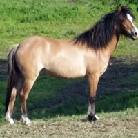 Bay dun welsh mare with frosting