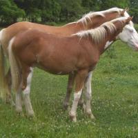 STM Blue Valkyrie half-bred Haflinger filly with flaxen