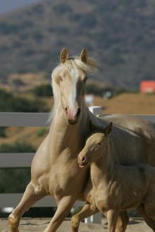 cream and pearl horse with confirmed perlino foal