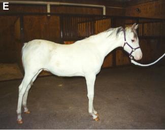 Dominant White Horse E
