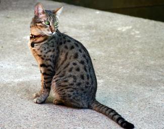 Egyptian Mau Bronze with Spotted Coat