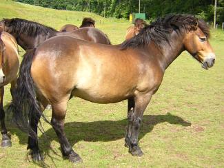 brown exmoor pony with panagre (horse)