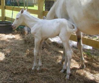 Lethal White Foal