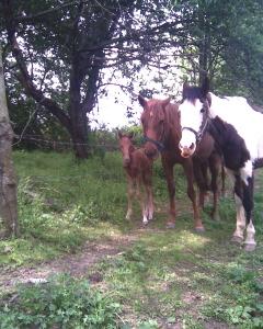Patches, Maya, filly day 1