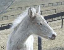 Silver Rocky Mountain Foal
